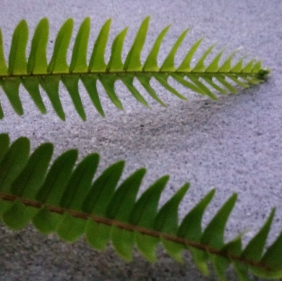 2 sword fern starter plants - Picture 1 of 4
